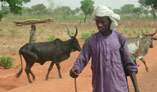 animal