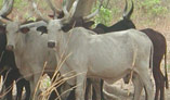 animal