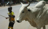 animal