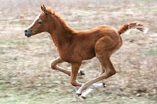 animal