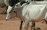 animal