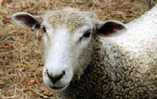 animal