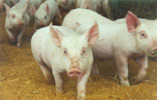 animal